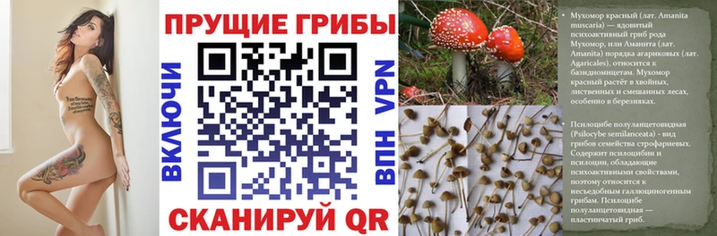 Купить  Сусуман  Псилоцибиновые грибы прущие грибы 